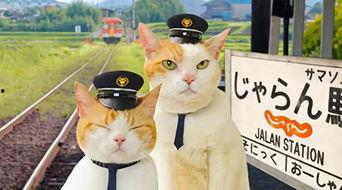 小喵娱乐吃瓜,揭秘娱乐圈最新吃瓜事件，带你领略明星幕后故事